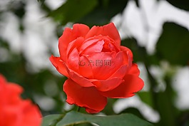 玫瑰,紅色的花瓣,鮮花