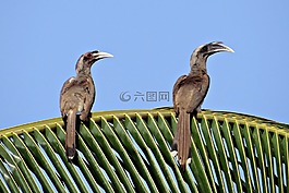 印度灰色犀鳥,ocyceros birostris,犀鳥
