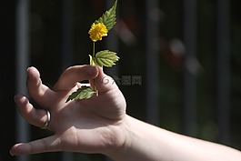 手,花,捐款