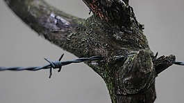 帶刺的鐵絲網(wǎng),分支機構,特寫