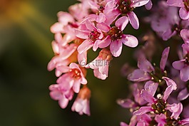 花,自然,植物