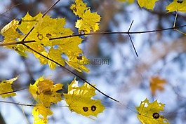 葉,枝杈,秋
