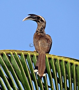 印度灰色犀鳥,ocyceros birostris,犀鳥