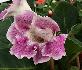 花粉紅色,品脫,花