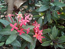 花,花针,红色的花朵