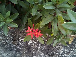 花,花针,红色的花朵
