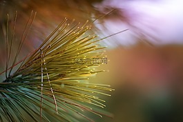 綠色,草,樹