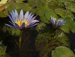 蓮花,荷葉,性質(zhì)