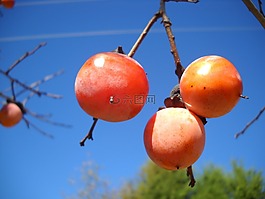 甜柿,水果,秋