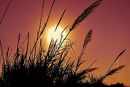 蘆葦,太陽,日落