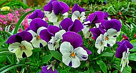花,紫羅蘭,多彩