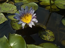 蓮花,荷葉,性質(zhì)