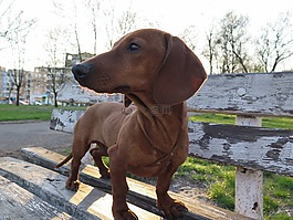 狗,臘腸犬,動(dòng)物