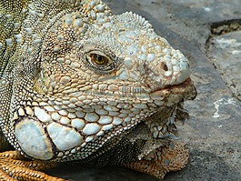 伊瓜,性質(zhì),動(dòng)物