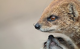猫鼬,rókamanguszta,捕食者