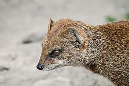 rókamanguszta,猫鼬,红色