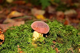 蘑菇,苔,秋季