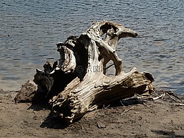 樹墩,木,水