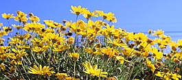 黃色,雛菊,花