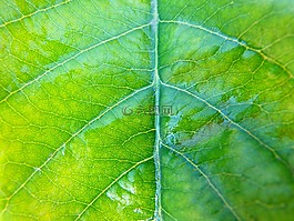 葉,性質(zhì),植物
