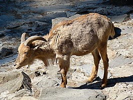 動(dòng)物,山羊,性質(zhì)