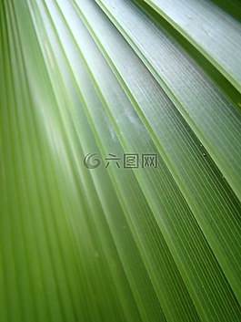 葉,帕爾馬,特寫(xiě)
