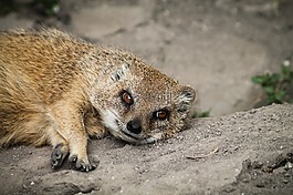 猫鼬,rókamanguszta,放松