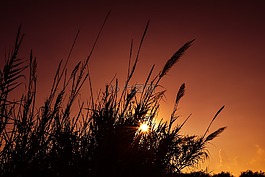蘆葦,太陽,日落