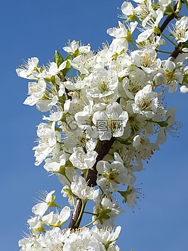 华丽的分支,梅花,鲜花