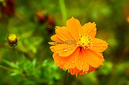 自然,花,植物區(qū)系
