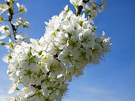 华丽的分支,梅花,鲜花