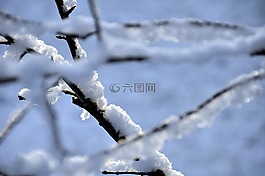 冬天,雪,樹