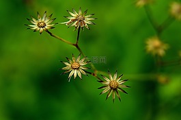 自然,植物區(qū)系,夏天