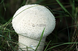 秋季,模具,蘑菇