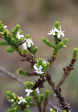 花,昆蟲,植被