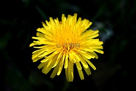 花,雜草,自然