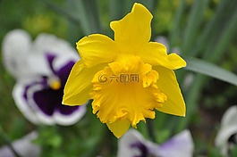 花,春,黃色