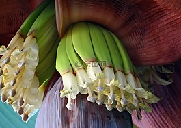 香蕉开花,宝宝香蕉,绿色