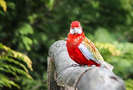 鸚鵡,鳥,madárféle
