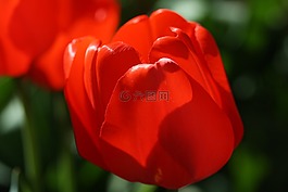 郁金香,紅色,花