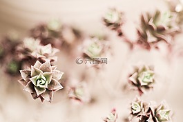 花,粉紅色,綠色