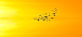 鳥(niǎo),聚會(huì),飛行