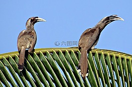 印度灰色犀鳥,ocyceros birostris,犀鳥
