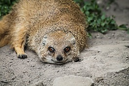 猫鼬,rókamanguszta,微笑