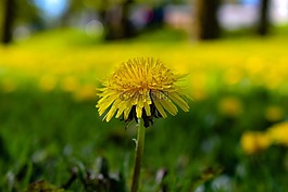 蒲公英,原野,鮮花