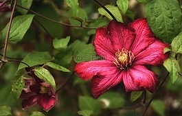 鐵線蓮,廠,花