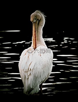 鵜,鳥,自然