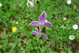 蘭花,野生,花
