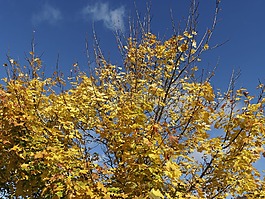 秋天,樹(shù),秋葉