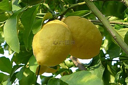 檸檬,水果,食品